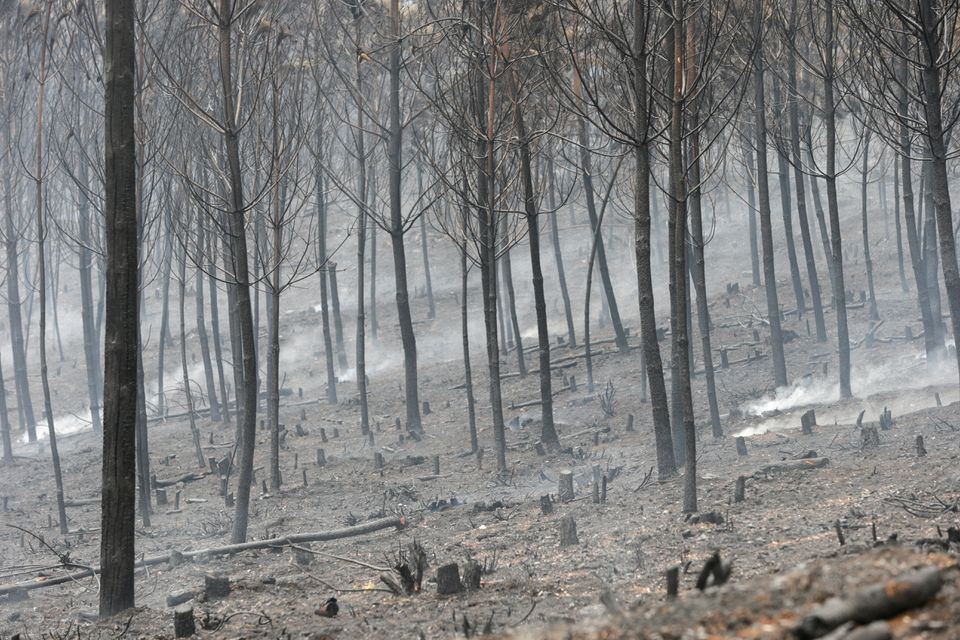 burnt trees are seen after a wildfire near ribas de sil northwestern spain september 7 2021 photo reuters