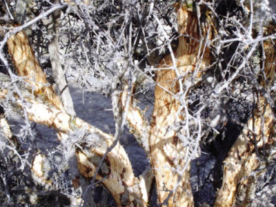 stealing from trees gum illegally extracted transported to karachi