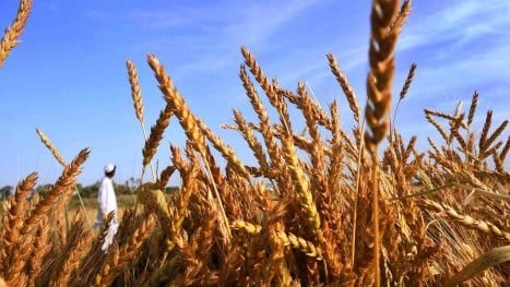 31 officials implicated in aiding wheat smuggling