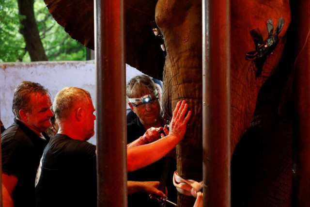 vets and animal experts from the four paws international perform dental procedure of a 16 year old elephant madhubala at the zoo in karachi pakistan august 17 2022 reuters vets and animal experts from the four paws international perform dental procedure of a 16 year old elephant madhubala at the zoo in karachi pakistan august 17 2022 reuters
