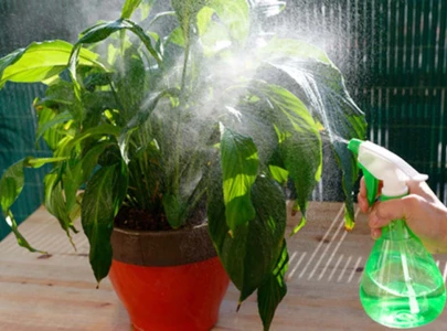 botanical aliens non native plant species hinder biodiversity botanical aliens non native plant species hinder biodiversity