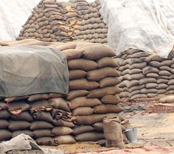 over 36 000 bags of wheat ruined at food department storage areas in garhi khairo