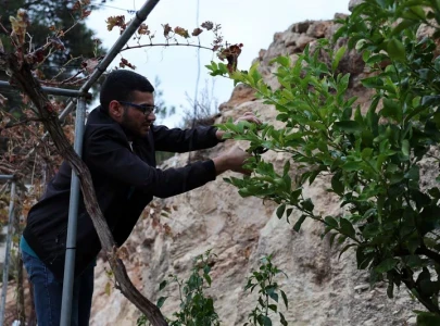 palestinian detainees report israeli beatings mistreatment as west bank arrests surge