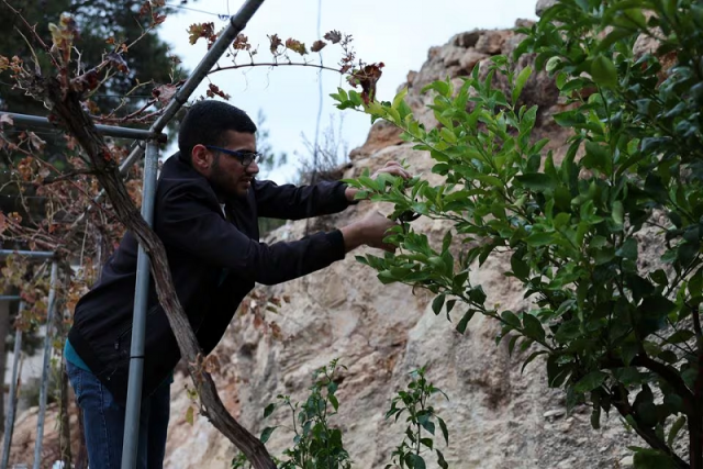 palestinian hamza al qawasmi takes care of trees near his home in hebron in the israeli occupied west bank november 15 2023 photo reuters