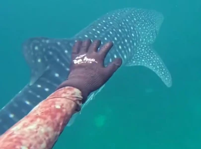 endangered whale shark spotted by divers near charna island