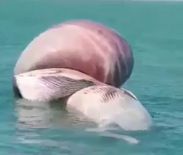 the whale is believed to be hit by a ship or trapped in a fishing net photo express the whale is believed to be hit by a ship or trapped in a fishing net photo express