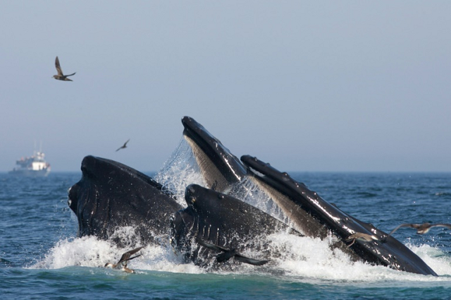 humpback whales were estimated to eat around four million pieces of microplastics a day photo afp humpback whales were estimated to eat around four million pieces of microplastics a day photo afp