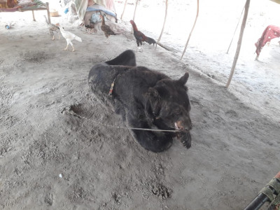 rescued tiktok bear finds new home at sanctuary rescued tiktok bear finds new home at sanctuary