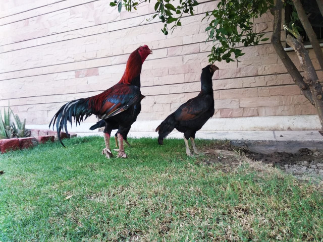 aseel rooster and chicken source author