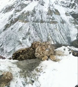 rare snow leopard cubs spotted in northern pakistan rare snow leopard cubs spotted in northern pakistan