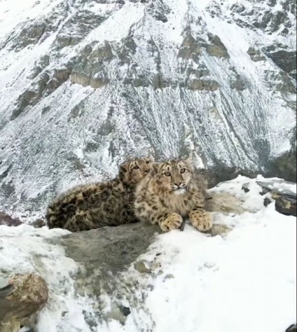 rare snow leopard cubs spotted in northern pakistan rare snow leopard cubs spotted in northern pakistan