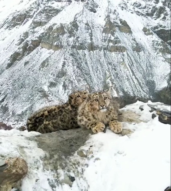 rare snow leopard cubs spotted in northern pakistan