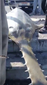 critically endangered longcomb sawfish caught by fishermen at pak iran border critically endangered longcomb sawfish caught by fishermen at pak iran border