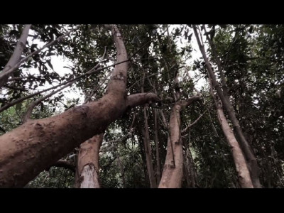 karachi s forest in peril