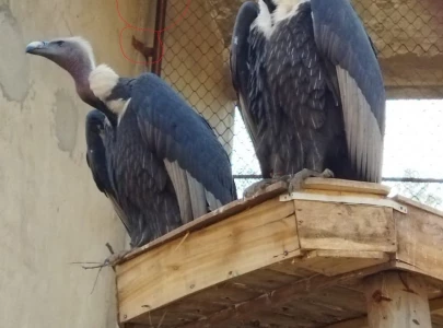 punjab wildlife in a conundrum over releasing rare vultures