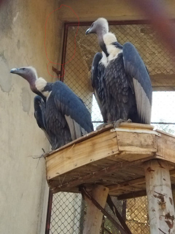 punjab wildlife in a conundrum over releasing rare vultures