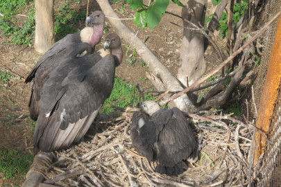 restoration of endangered vulture population remains at risk
