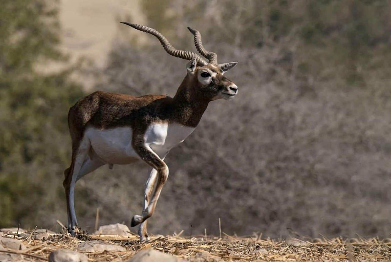 black deer return to pakistan