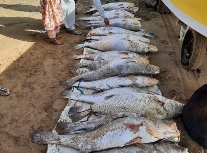 lucky fisherman hauls in prized load of large croakers