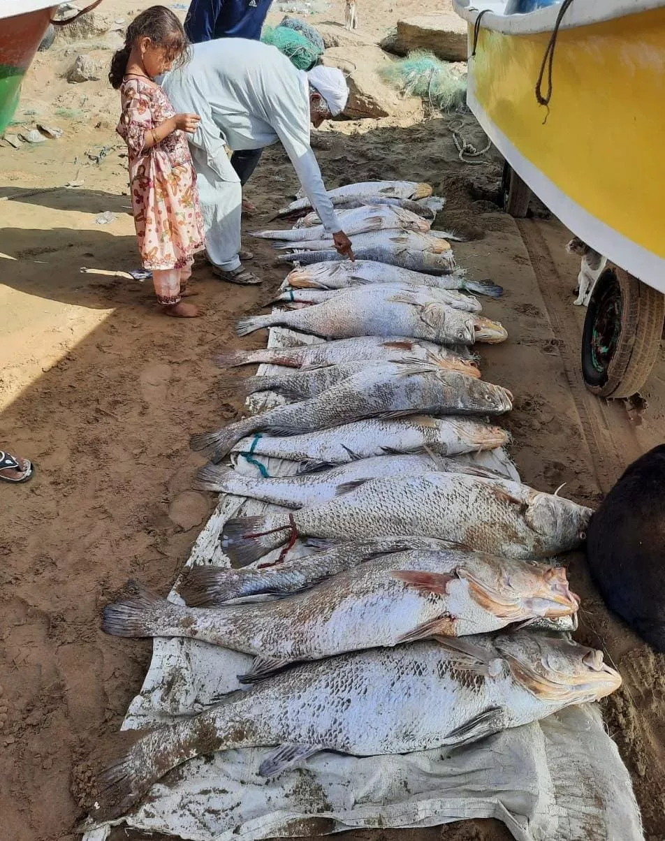 lucky fisherman hauls in prized load of large croakers lucky fisherman hauls in prized load of large croakers
