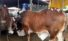 a difficult eid ahead