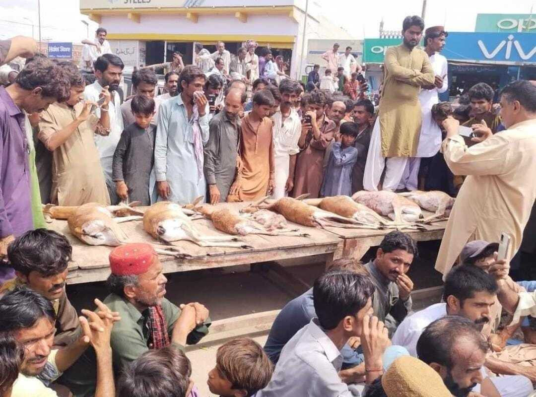 villagers stage protest over illegal deer hunting in tharparkar