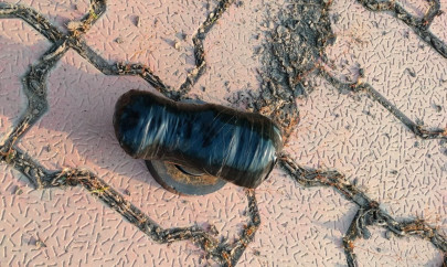 indian bsf detains alleged pakistani drug smuggler at wagah border indian bsf detains alleged pakistani drug smuggler at wagah border