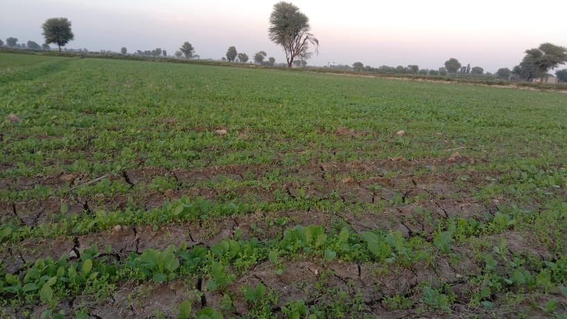 Replenishing Sindh's food basket - Vimarsana News