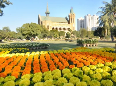 hues of yellow shine at marigold show hues of yellow shine at marigold show
