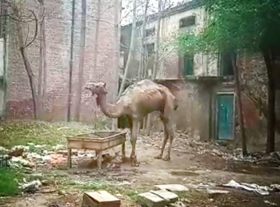 animal rights activists seek camel ride ban animal rights activists seek camel ride ban