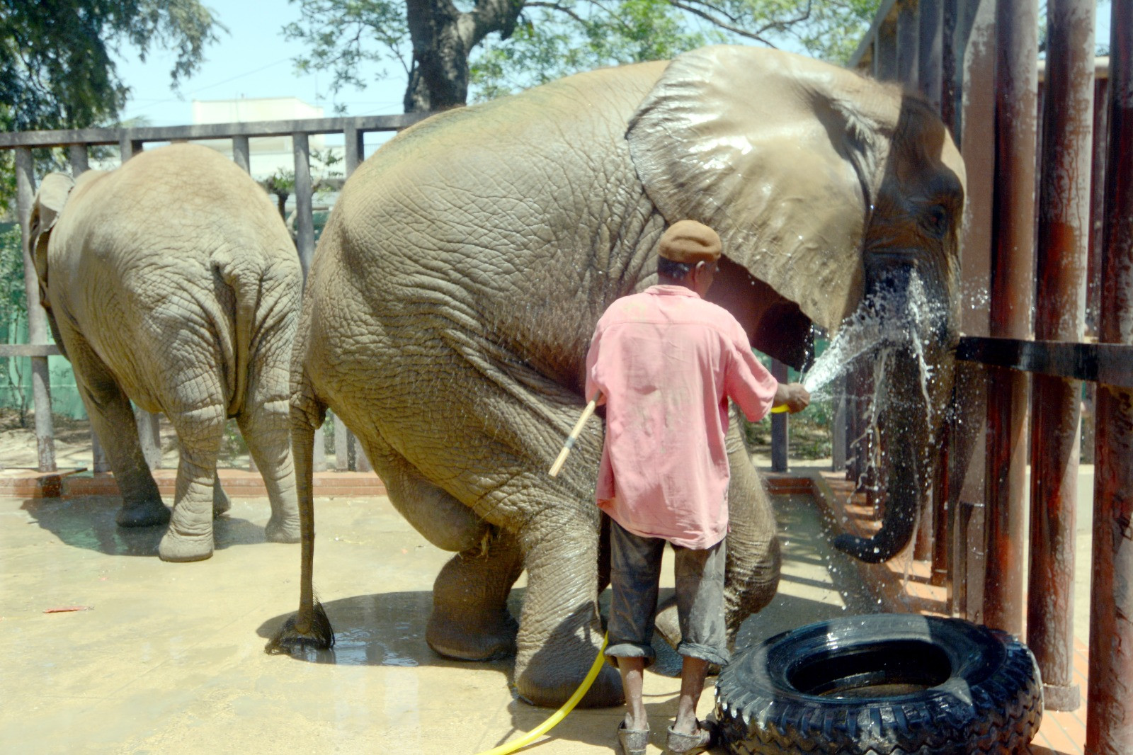 a diseased female elephant is being bathed in the karachi zoological garden photo express jalal qureshi