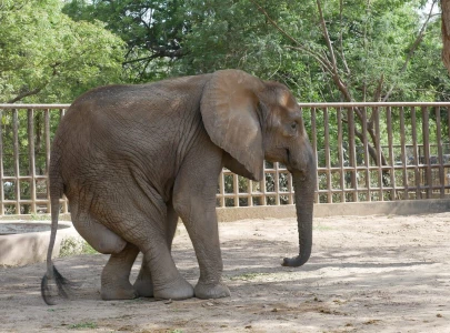 elephant noor jehan unable to stand after fall remains critical elephant noor jehan unable to stand after fall remains critical