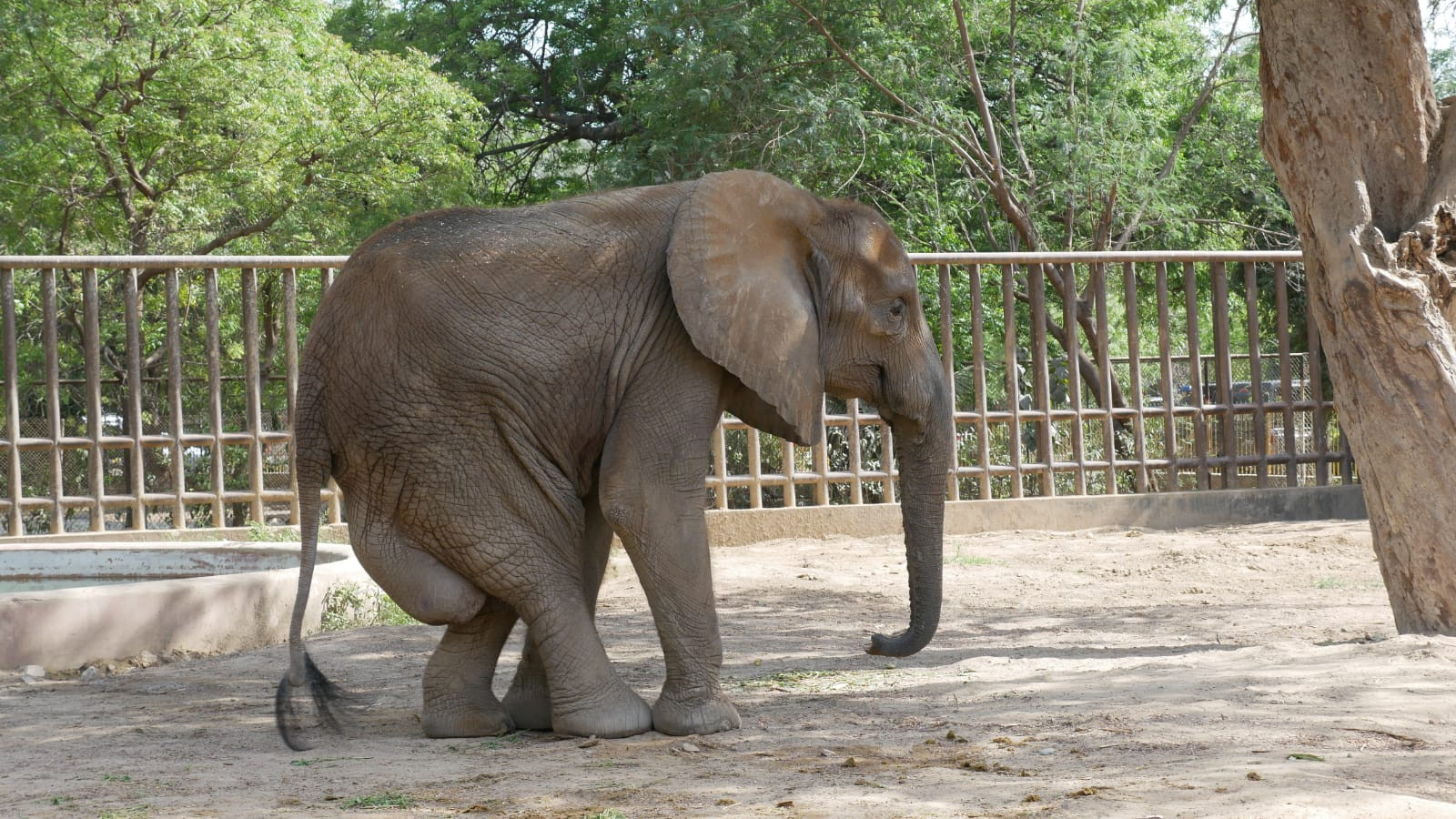 the 17 year old african elephant noor jehan photo express