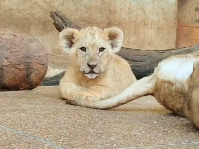 lion breeder confirms gifting cub to tiktoker lion breeder confirms gifting cub to tiktoker