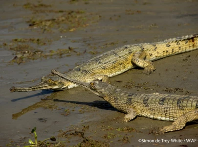 sighting of critically endangered gharial signals hope for species revival