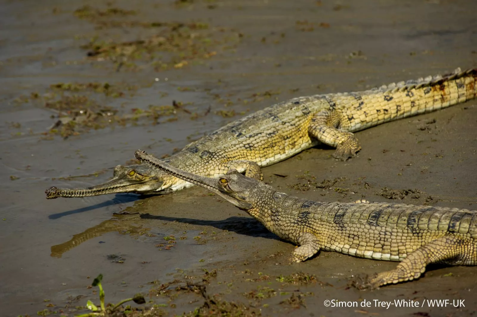 sighting of critically endangered gharial signals hope for species revival sighting of critically endangered gharial signals hope for species revival
