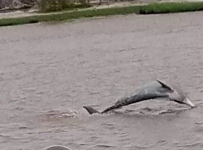 three sea dolphins sighted in drain near badin