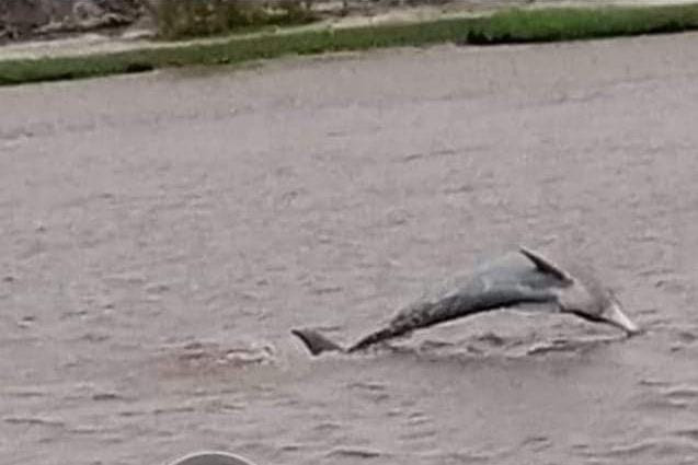 swd official says dolphins likely accessed the area through the creeks and inadvertently ended up in the drain photo express
