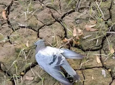 poisonous harvest pesticide overuse threatens bird species