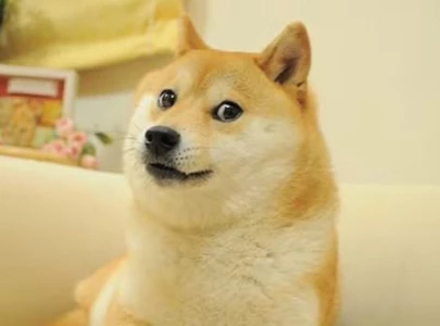 doge meme dog kabosu has died at 18