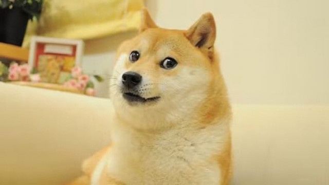 doge meme dog kabosu has died at 18