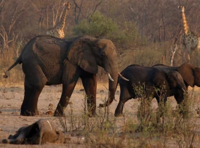 namibia to cull 723 wild animals to provide relief amid severe drought
