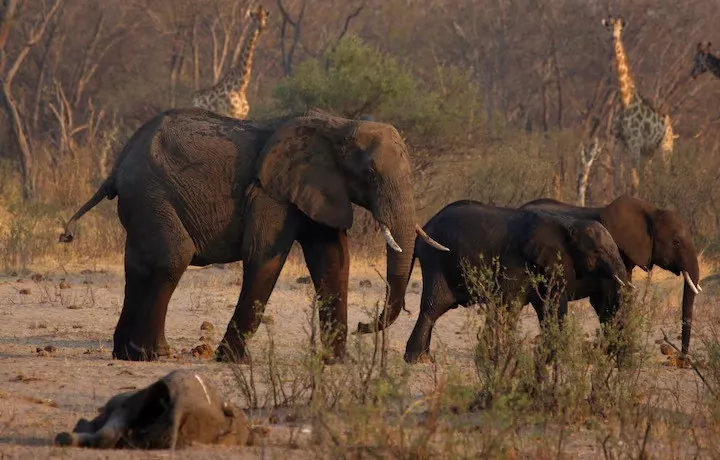 namibia to cull 723 wild animals to provide relief amid severe drought namibia to cull 723 wild animals to provide relief amid severe drought