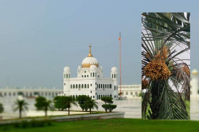 kartarpur pilgrims to receive dates in prasad kartarpur pilgrims to receive dates in prasad