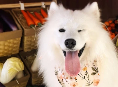 cafes in china hire cats and dogs as snack earners in growing trend cafes in china hire cats and dogs as snack earners in growing trend