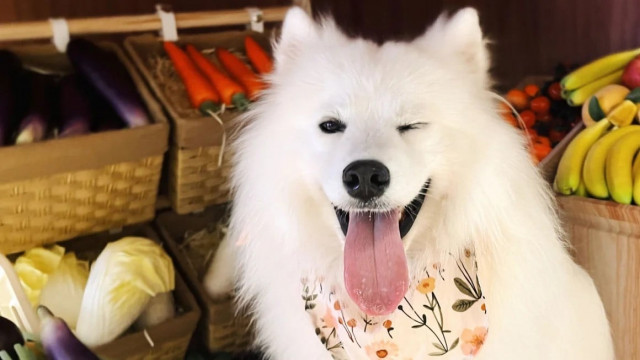 this 2 year old samoyed named ok has a part time job working in a dog cafe photo jane xue this 2 year old samoyed named ok has a part time job working in a dog cafe photo jane xue