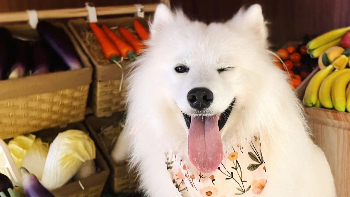 this 2 year old samoyed named ok has a part time job working in a dog cafe photo jane xue