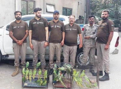 punjab s wildlife crackdown 171 rare birds rescued