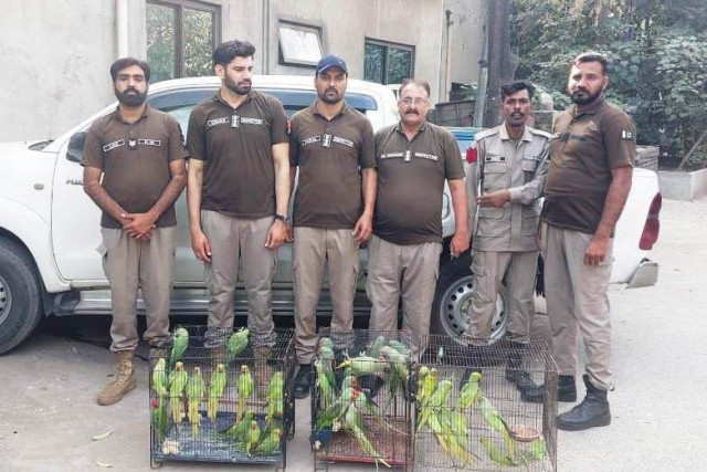 punjab s wildlife crackdown 171 rare birds rescued punjab s wildlife crackdown 171 rare birds rescued