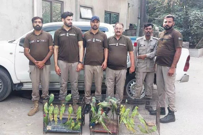 punjab s wildlife crackdown 171 rare birds rescued punjab s wildlife crackdown 171 rare birds rescued